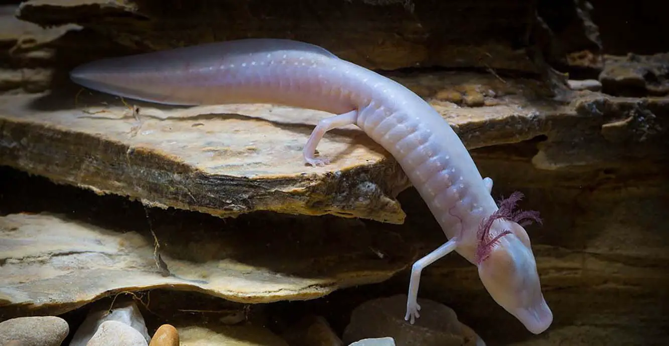 Salamandra-Cega-do-Texas Se Movimentando Dentro de uma Caverna 