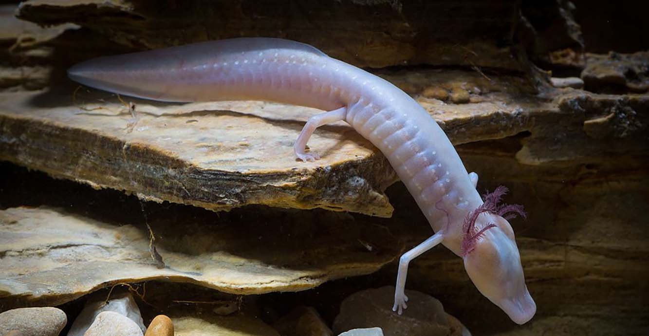 Salamandra-Cega-do-Texas Se Movimentando Dentro de uma Caverna