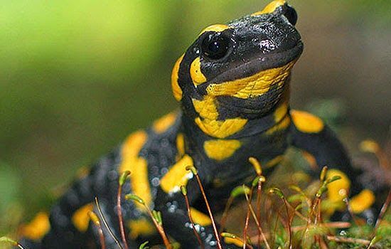 Salamandra - Vivíparas