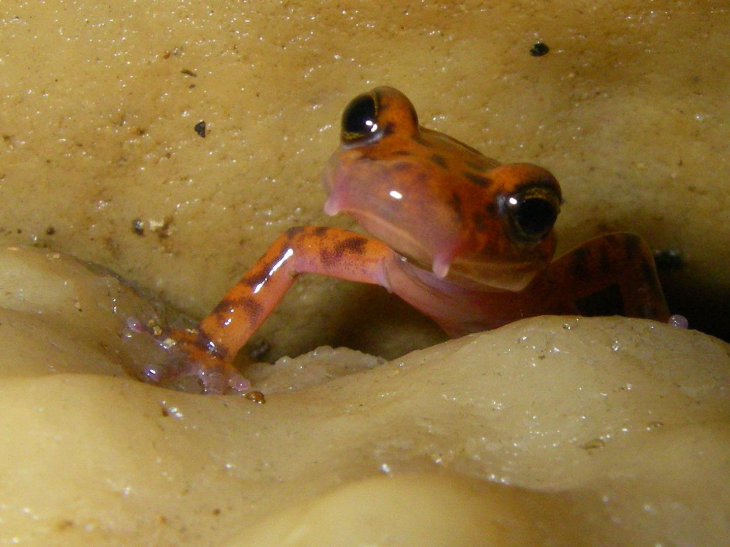 Salamandra de Caverna