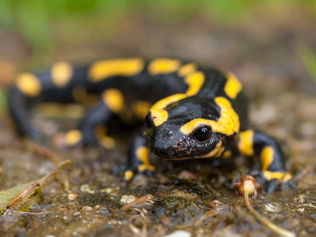 Salamandra-de-Fogo