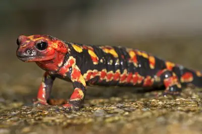 Salamandra e suas Glândulas