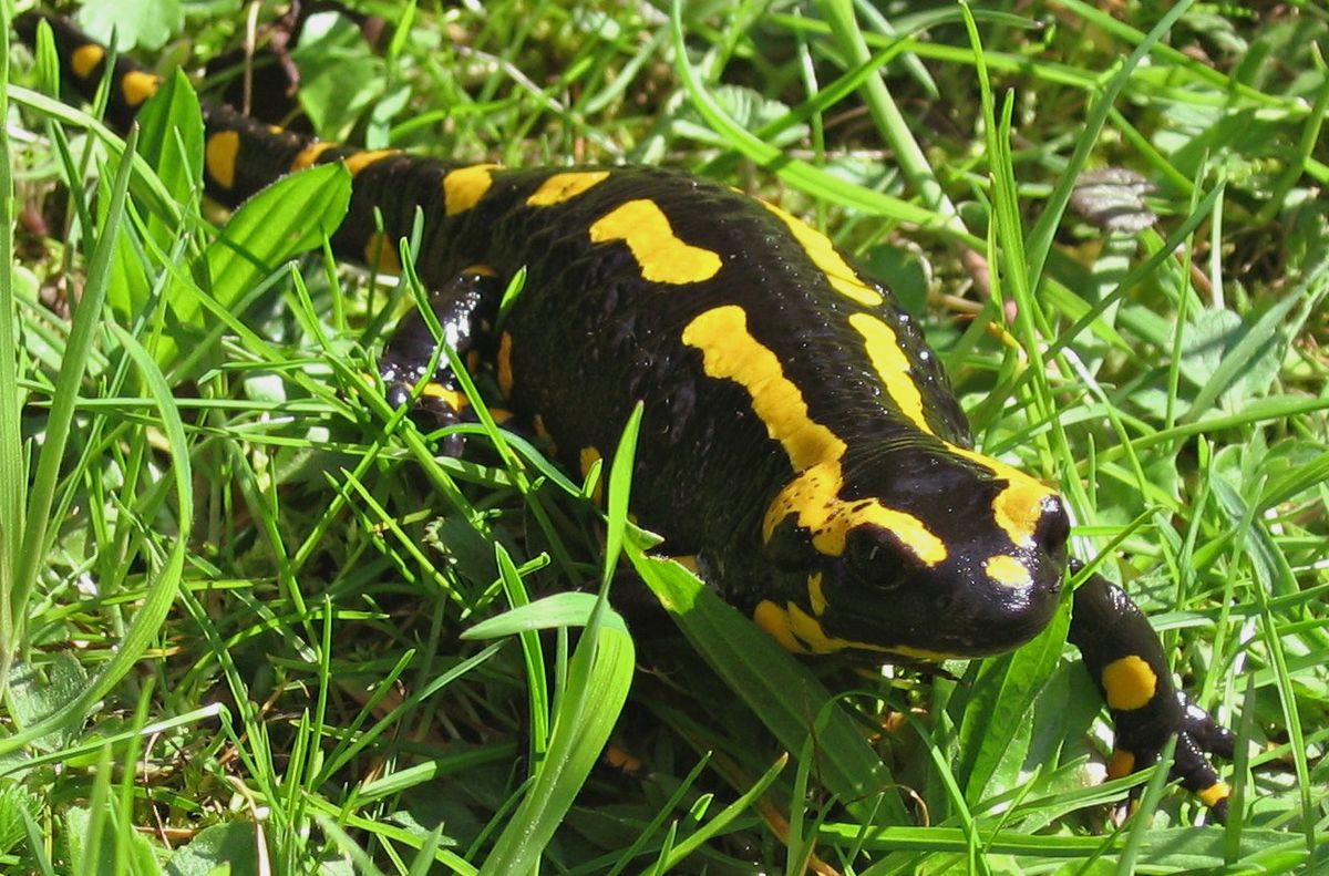 Salamandra na Grama 