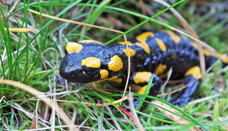 Salamandra no Mato 