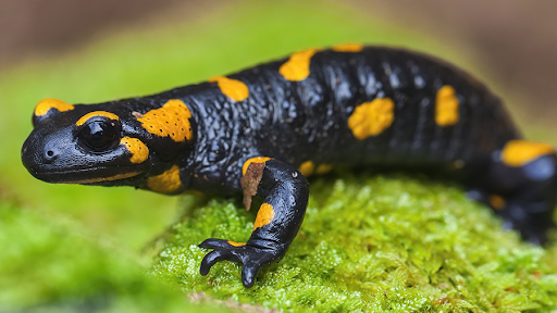 Salamandra 