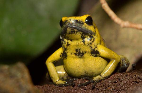 Sapo Venenoso Dourado