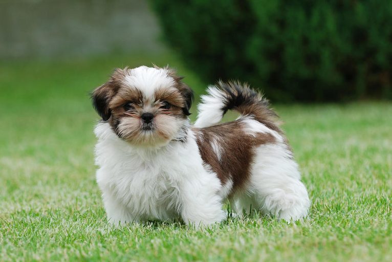 Shih-Tzu Fotografado na Grama 