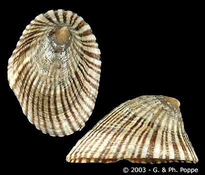 Siphonaria Lessonii