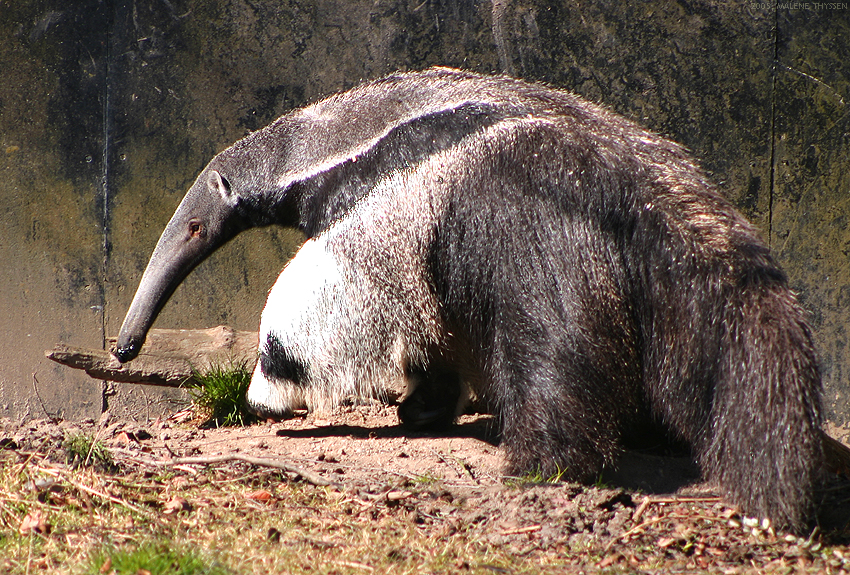 Tamanduá-Gigante