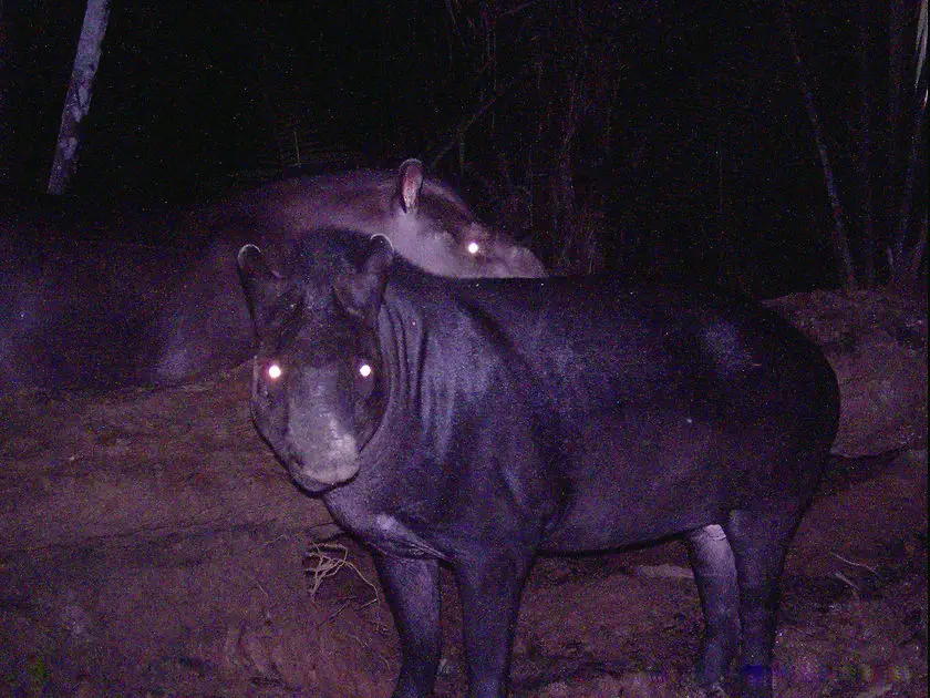 Tapirus kabomani 