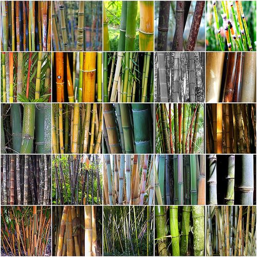 Tipos De Bambu 