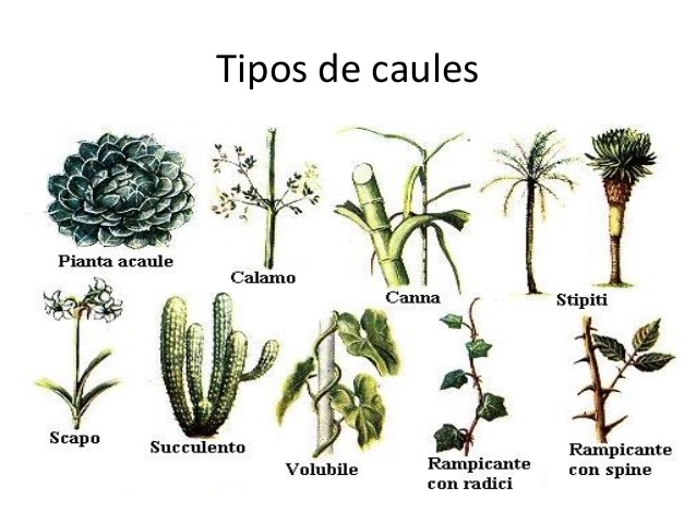 Tipos de Caule 