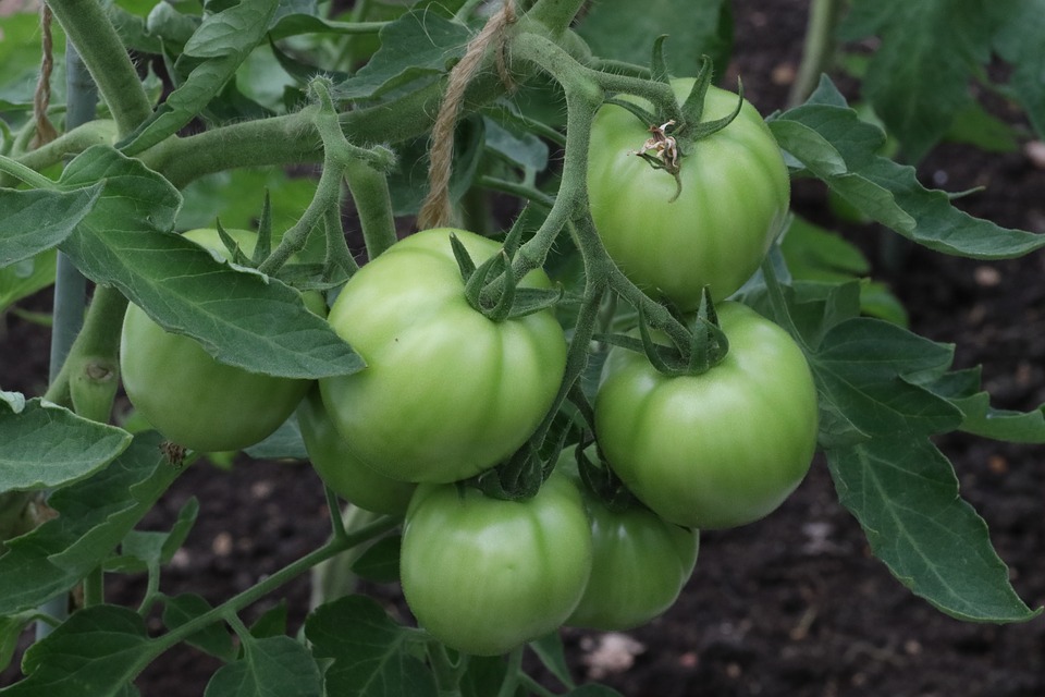 Tomate Verde