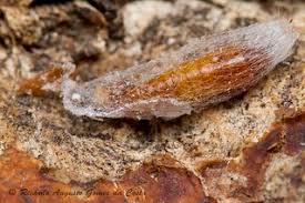 Traça-Indiana-da-Farinha: Características, Nome Científico e Fotos ...