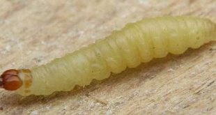 Traça-Indiana-da-Farinha em Larva