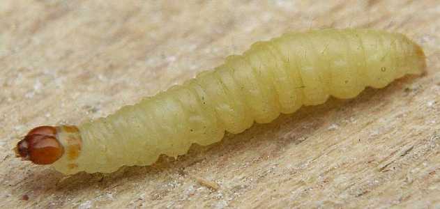 Traça-Indiana-da-Farinha em Larva