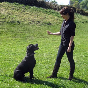 Cão em Treinamento