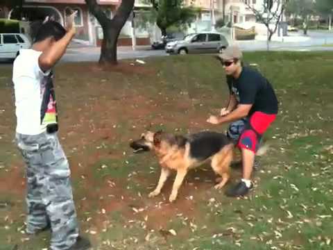 Treinando o Pastor Alemão Para Não Pular