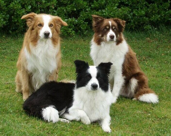 Três Border Collie