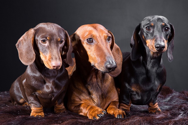 Três Cães da Raça Dachshund