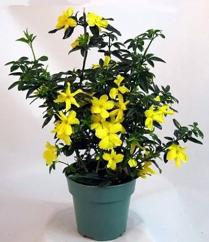 Vaso de Flor Jasmim-Amarelo