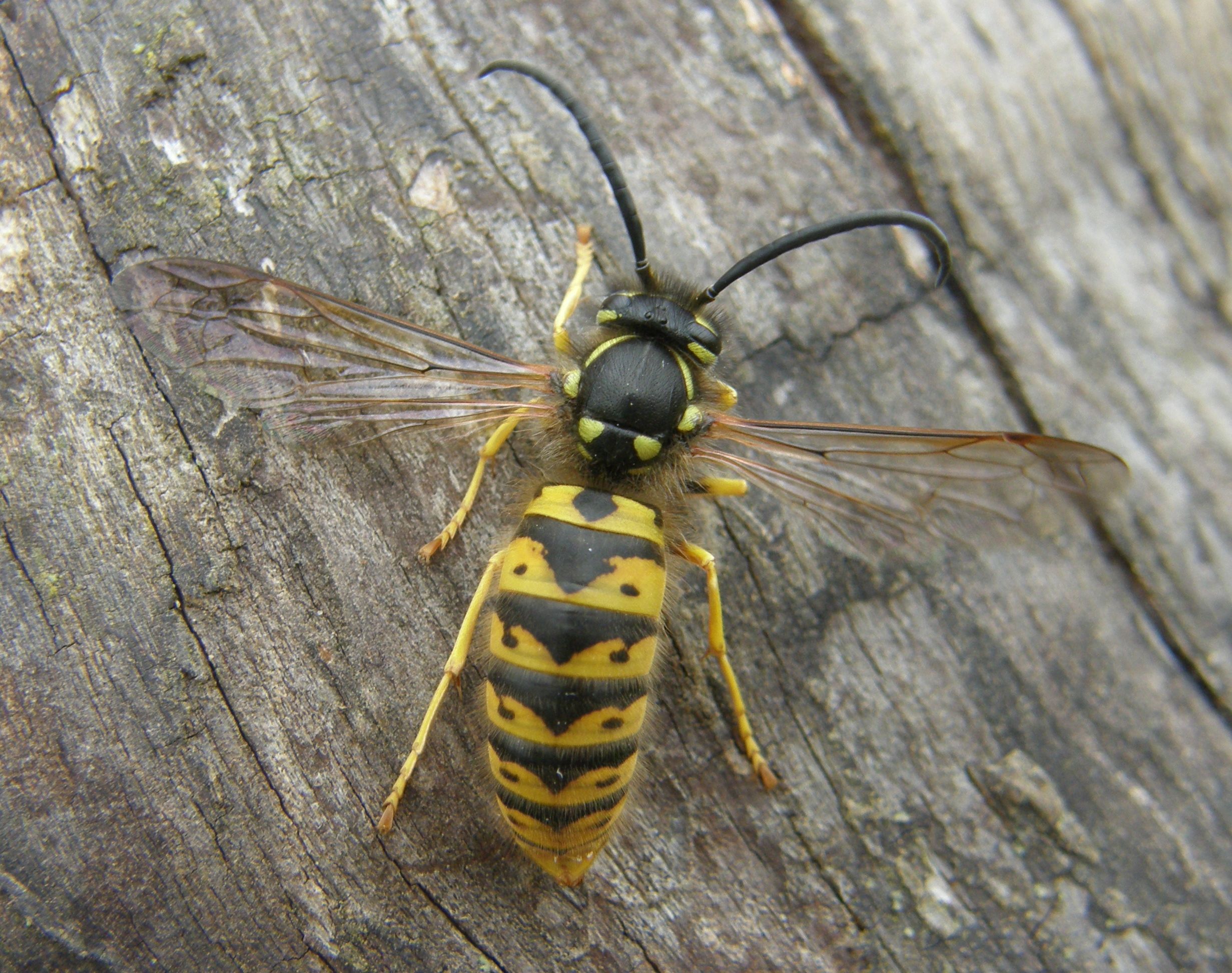 Насекомые похожие на пчел. Земляной Шершень. Vespula Germanica. Оса Germanica. Оса Эвмена.