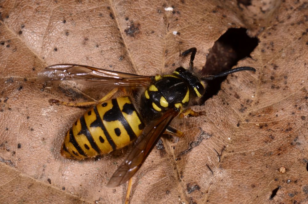 Vespula Germanica