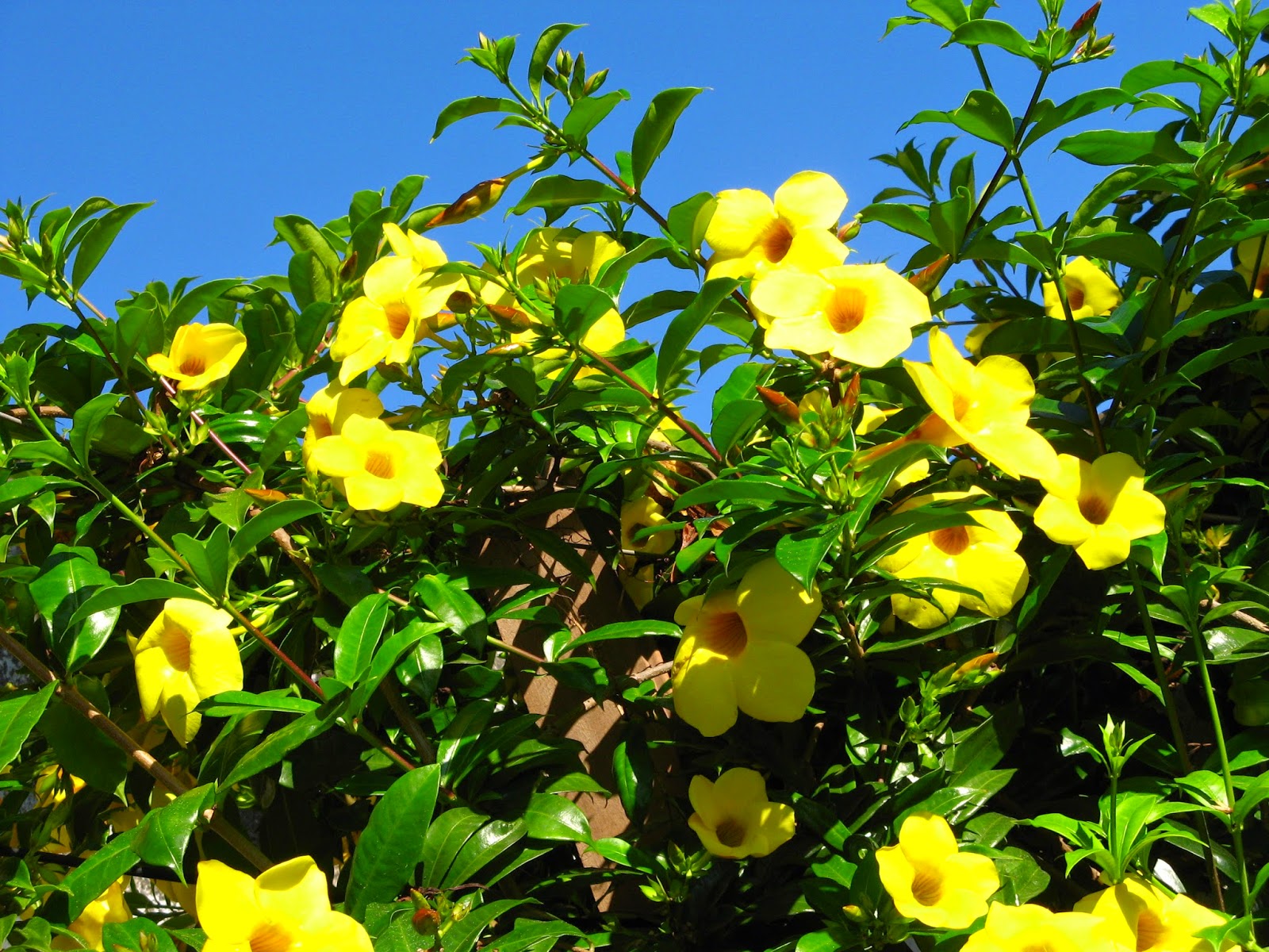 Cores da Planta Vinca: Azul, Amarela, Roxa, Branca e Vermelha | Mundo  Ecologia