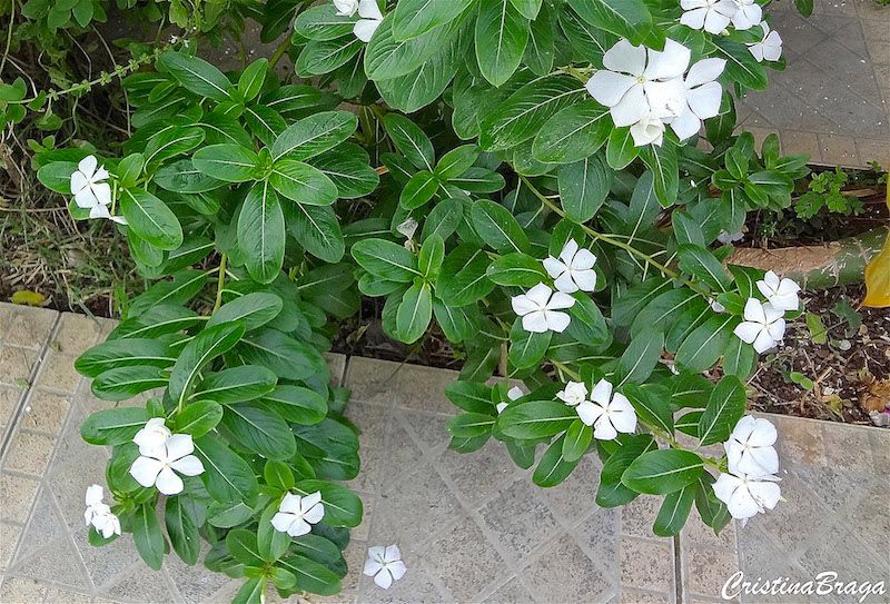 Vinca Verdadeira no Canteiro