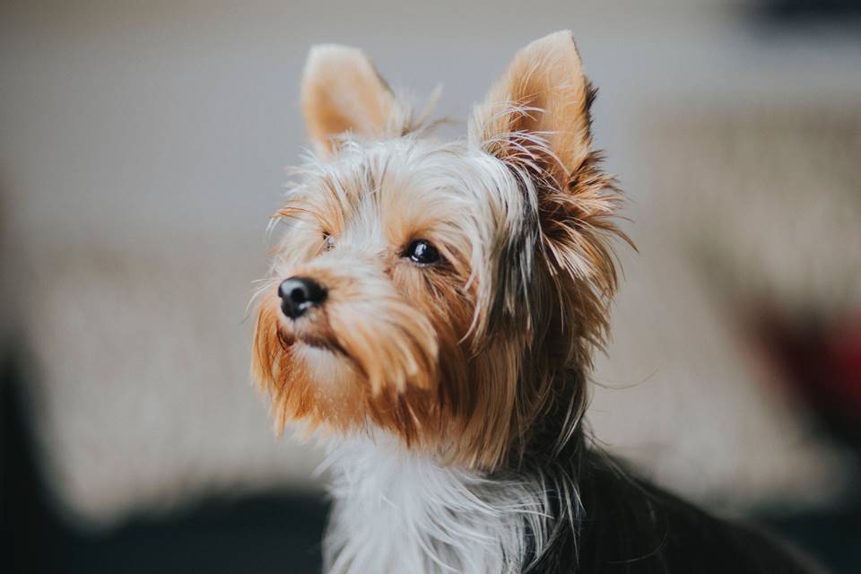 Yorkshire Terrier