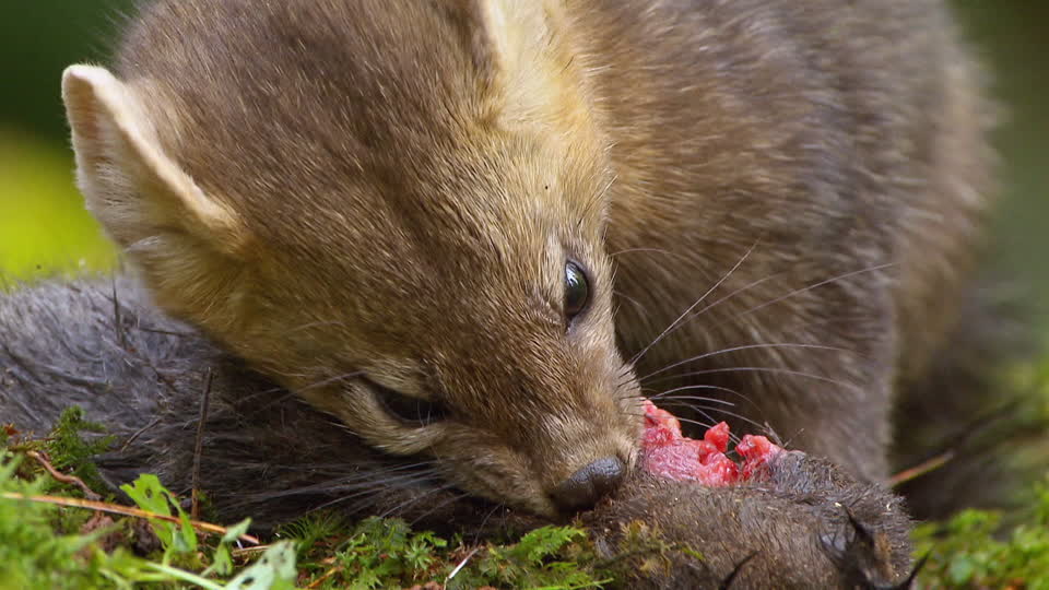 Zibelina se Alimentando 