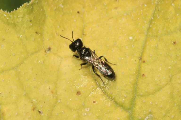 Vespa preta pequena Pemphredon lethifer pousada em superfície