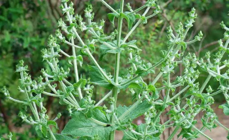 Planta Salvia Hispanica