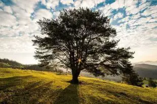 Árvore e Natureza