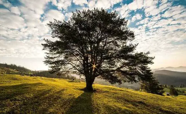 Árvore e Natureza