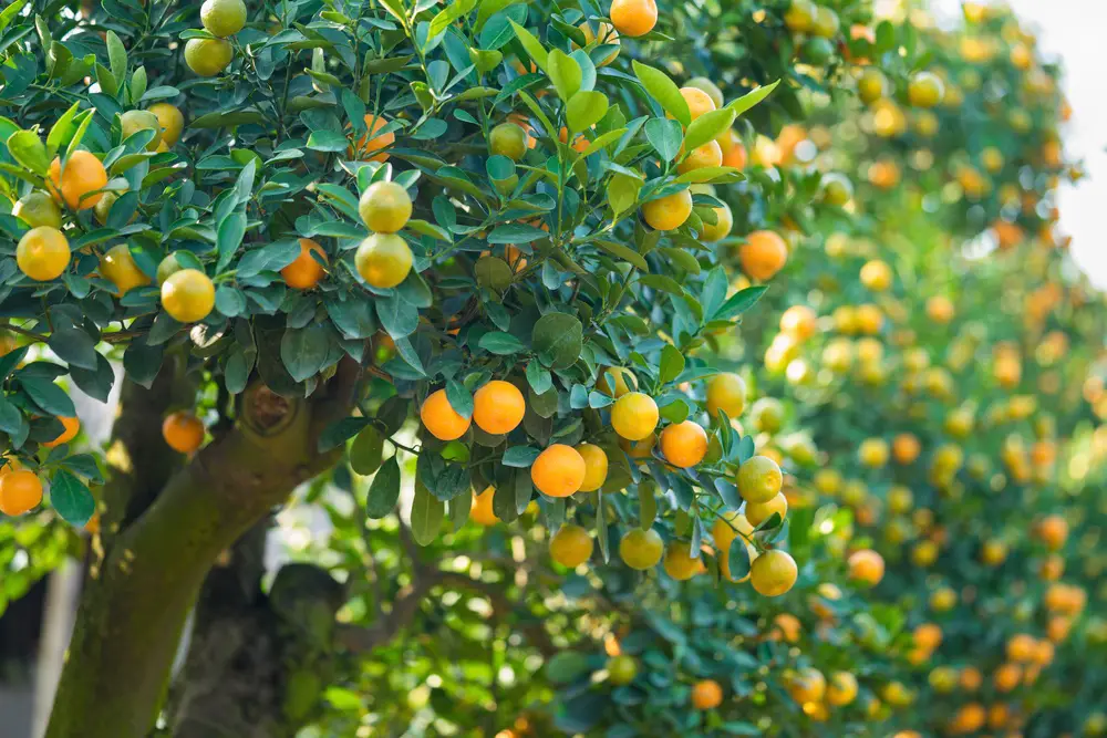 Árvore Frutífera 