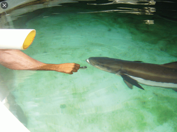 A Alimentação do Peixe Bijupirá