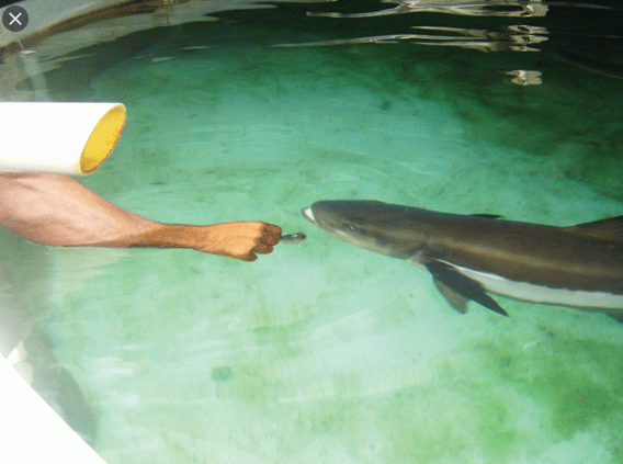 A Alimentação do Peixe Bijupirá 