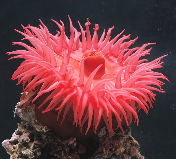 Actinia Equina