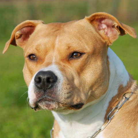 American Staffordshire Terrier