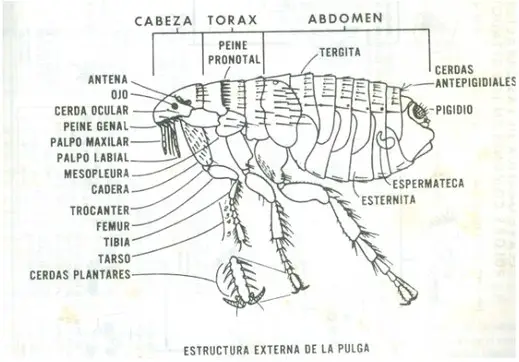 Anatomia da Pulga 