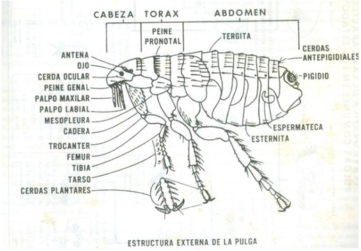 Anatomia da Pulga