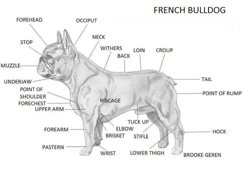 Anatomia do Bulldog Francês 