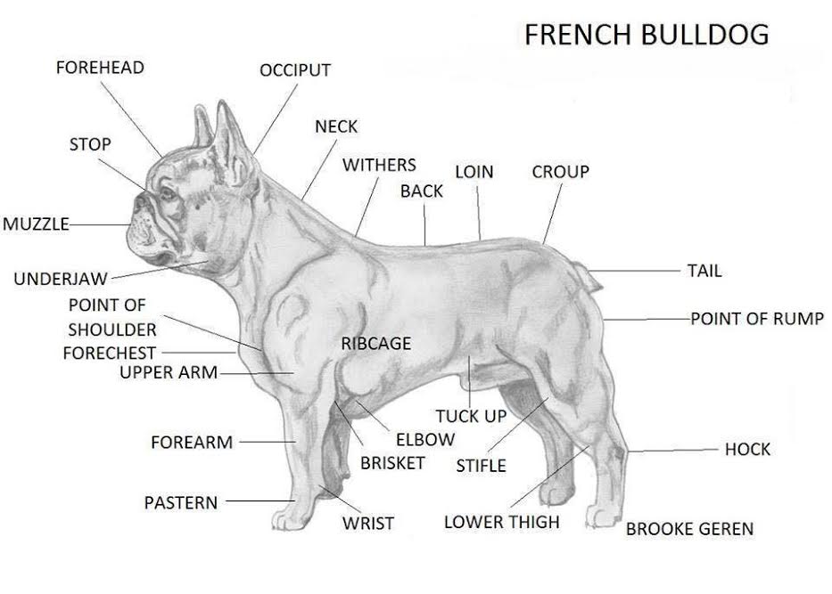 Anatomia do Bulldog Francês