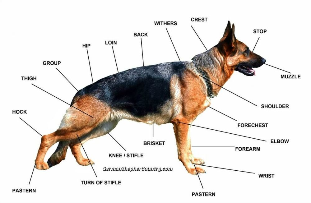 Anatomia do Pastor Alemão 