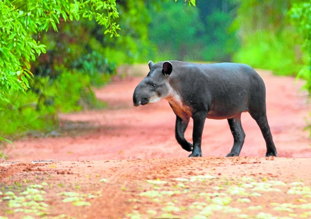 Anta Andando no Meio de uma Estrada 