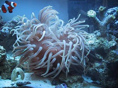 Anêmona Long Tentacle: Características, Nome Científico E Fotos