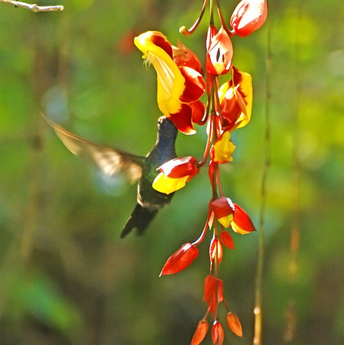 Beija Flor na Sapatinho-de-Judia