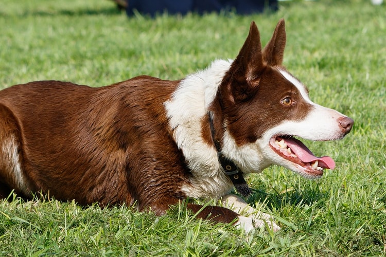 Border Collie Branco e Marrom 