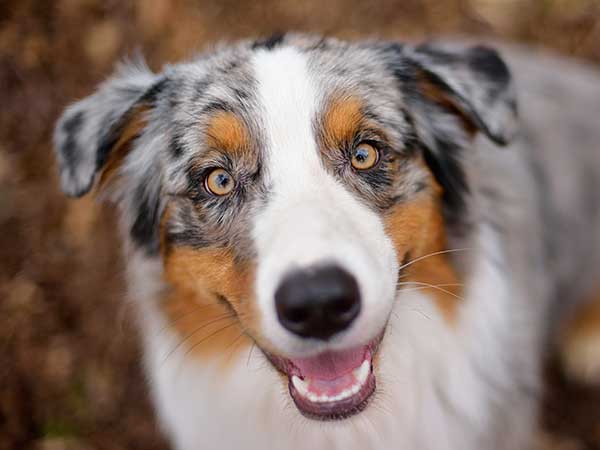 Border Collie Fotografado de Frente